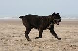 CANE CORSO 840